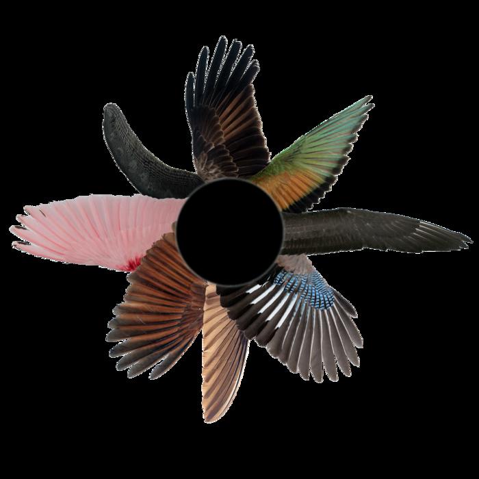 Wing shapes