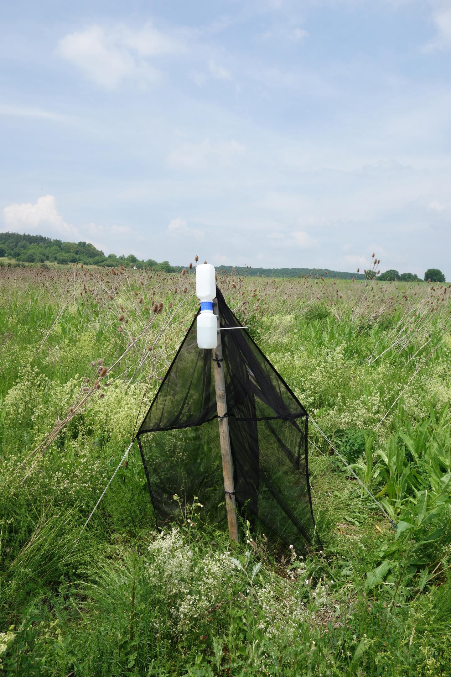 Traps at 240 Sites