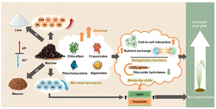 Biochar orchestrates coordinated soil-microbe-metabolite responses in acidifying paddy soils: evidence from a 5-year field study