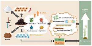 Biochar orchestrates coordinated soil-microbe-metabolite responses in acidifying paddy soils: evidence from a 5-year field study