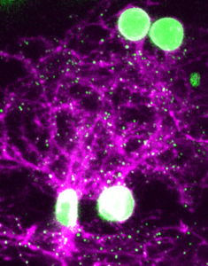Three-dimensional image of the zebrafish brain
