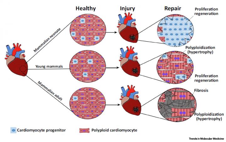 Repair after Acute Heart Injury