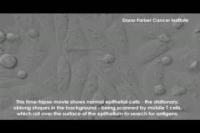 T Cells Scanning Cells for Disease