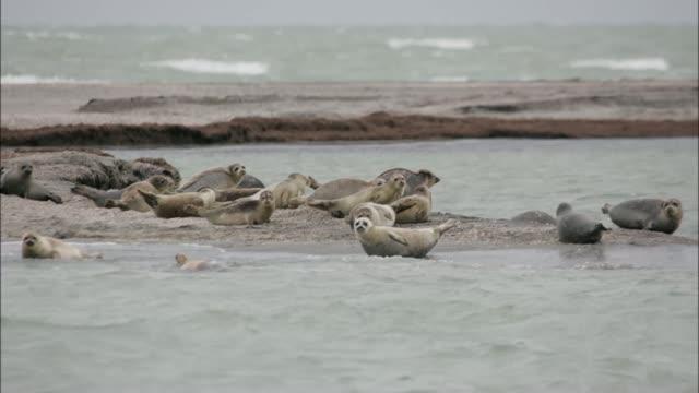 Revealing Caspian Seal Migration and Foraging Behavior' through Satellite Telemetry