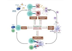 Dynamic regulatory network model of oxidative stress-immune interaction