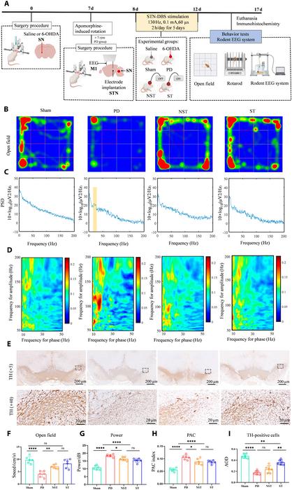 Experimental design and protective effects of STN-DBS across different groups.