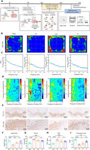Experimental design and protective effects of STN-DBS across different groups.
