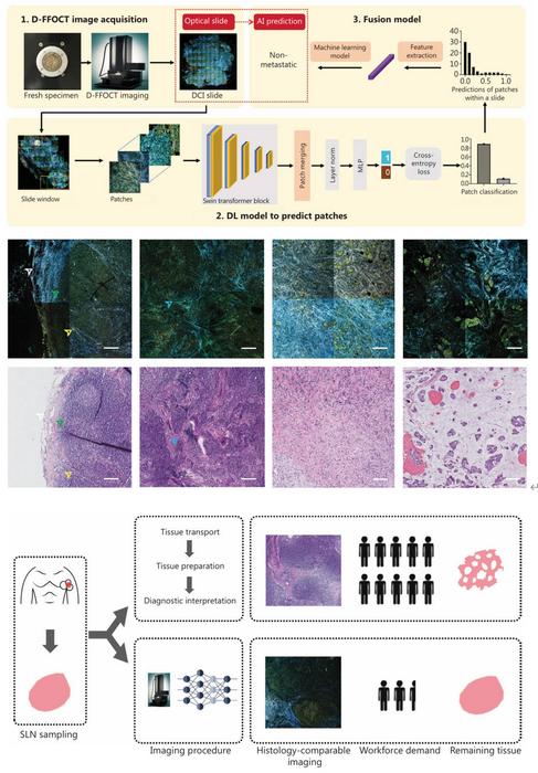 From virtual imaging to real-time lymph node diagnosis.
