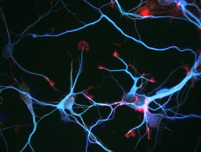 Neurons