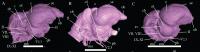 Brain Endocasts