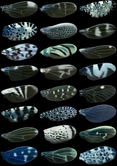 The Genetics of Fruit Fly Spots (5 of 5)