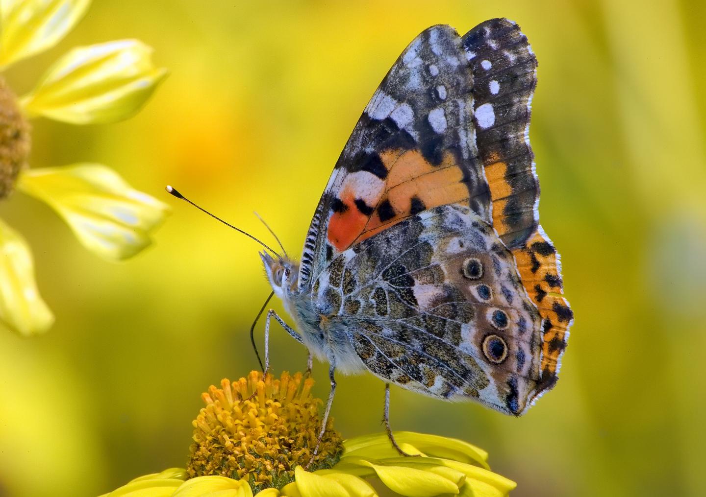 Flowering Plants and Insect Pollinators