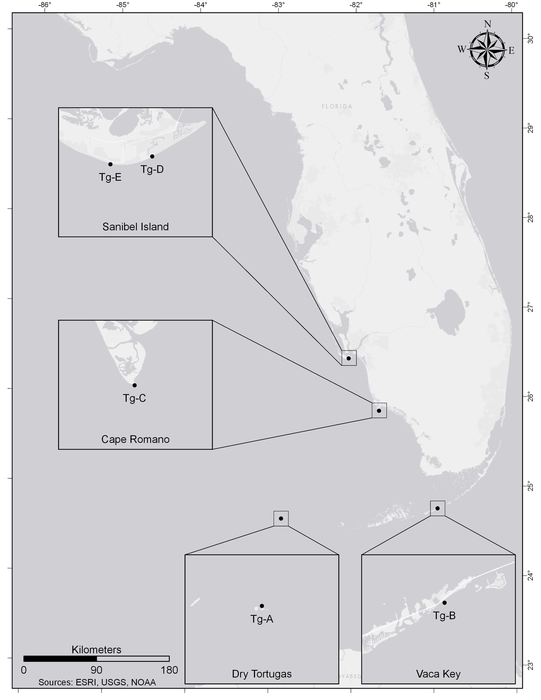 Florida horse conch 3