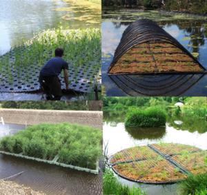 Constructed floating wetlands a sustainable alternative