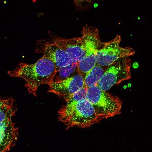 Clusters of cells with oxytocin receptors labeled in green, cell membranes labeled in red, and nuclei labeled in blue. These cells were used for the experiments.