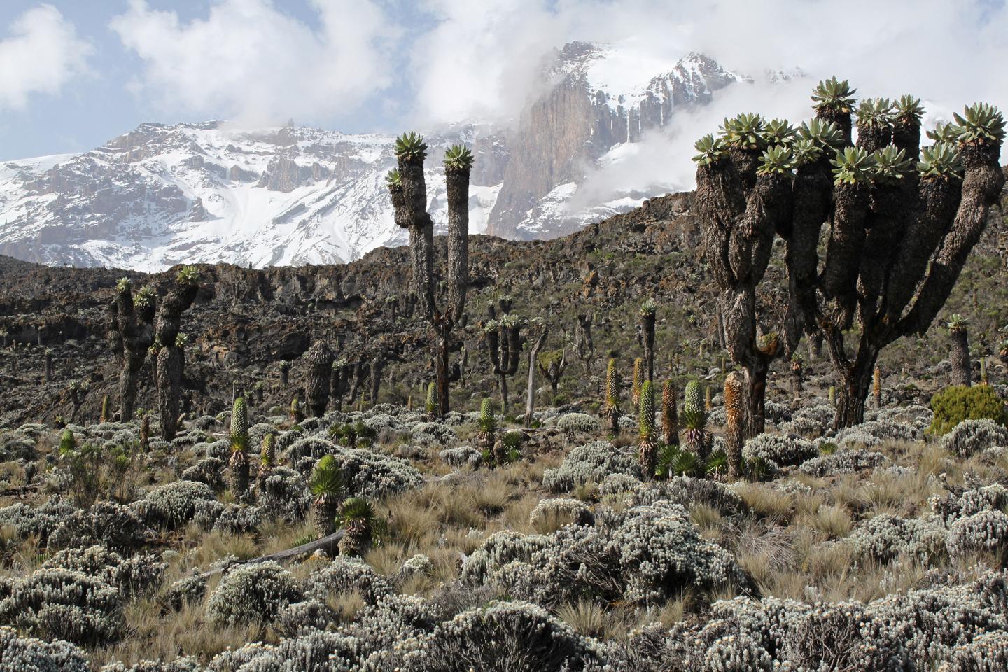 High on Mount Kilimanjaro