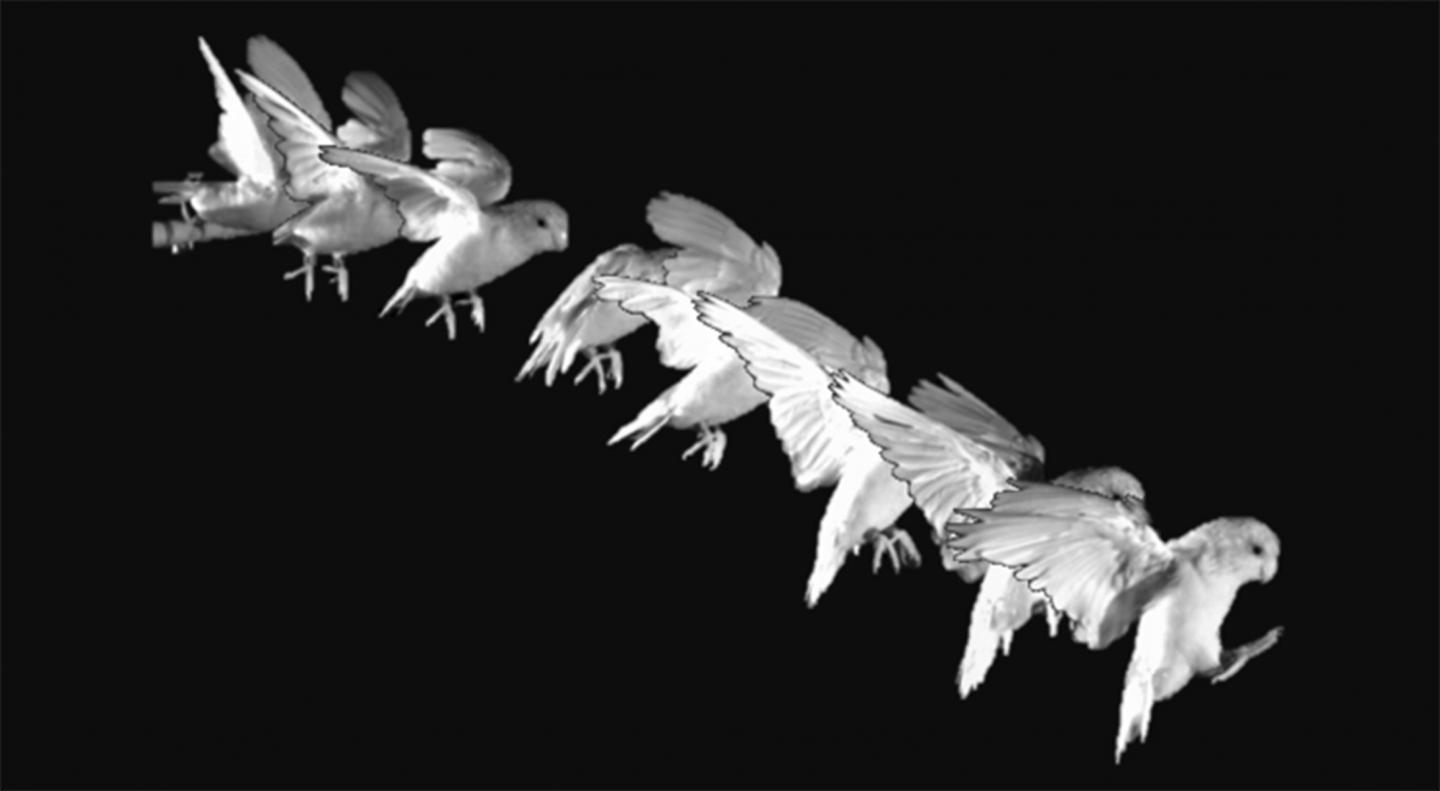 Image showcasing I Believe I Can...Hop: Foraging Parrotlets Optimize Energy During Short ...