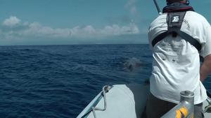 Tagging a sperm whale