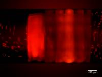 Red Blood Cell-Sized Particle Flow