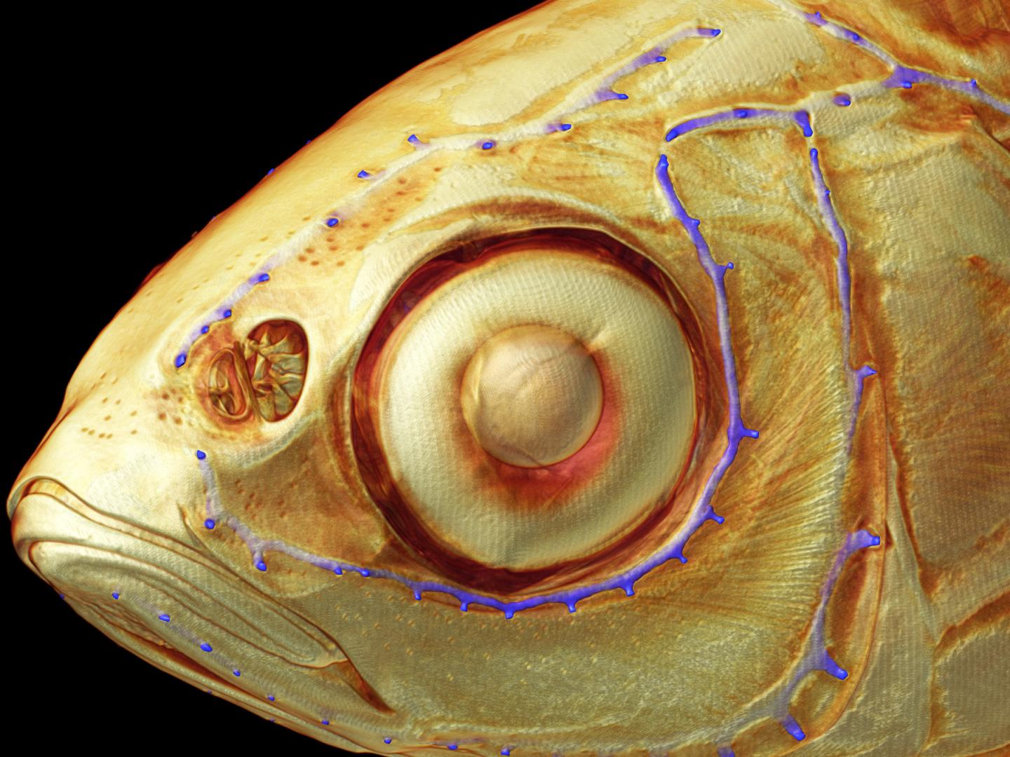 <i>Leuciscus idus</i>