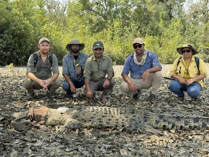 The research team with a saltwater crocodile being released into the wild.