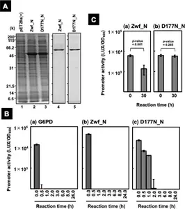 Identification of primary sensing molecule in Bifidobacterium supernatant using kinetic trap approach