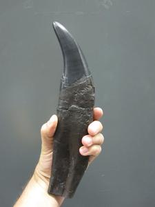 Tooth of a Tyrannosaurus rex – like the teeth analysed in this study – found in Alberta, Canada