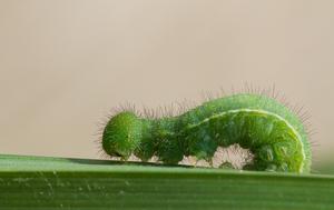 The larvae of the wall brown butterfly