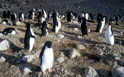 Adelie Penguin Rookery