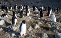 Adelie Penguin Rookery