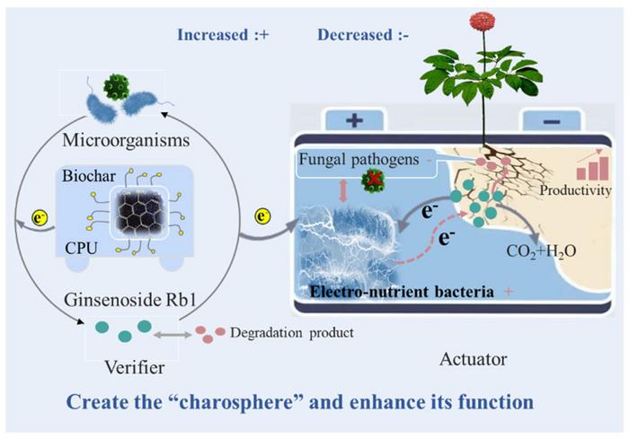 Increased removal of ginsenoside Rb1 through the application of capacitance-enhanced biochars in soils