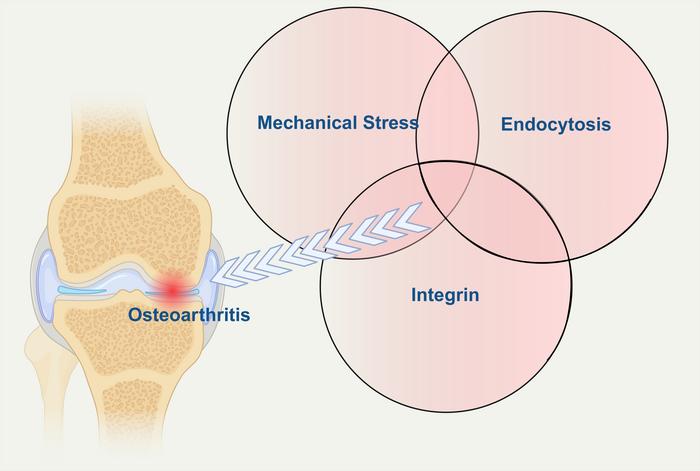 Schematic of how mechanical stress, integrin signaling and integrin endocytosis intersect in osteoarthritis