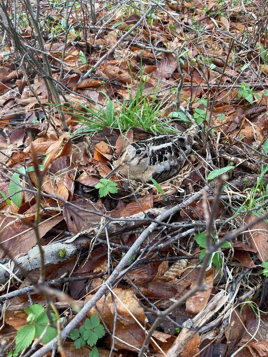 American woodcock