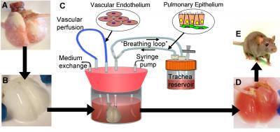 Building Lungs in the Lab (1 of 3)