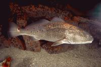 Red Drum Photo