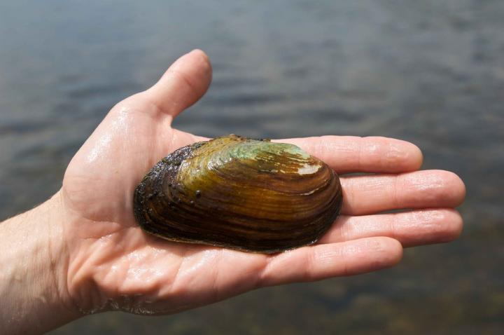 Mussel (1 of 2)