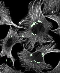 FAU Researchers Find New Mechanism Cells Use to Eat Each Other Before They Become Toxic