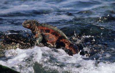 Galapagos' Marine Iguana
