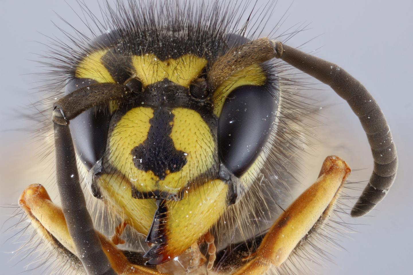 Hornet specimen