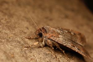 Bogong moths