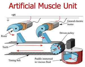 Artificial muscle image
