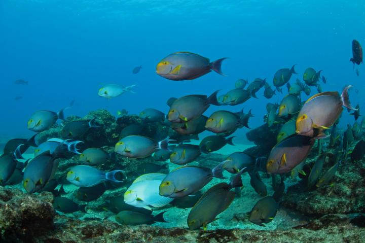 Fish at Cabo Pulmo National Park
