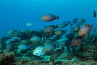 Fish at Cabo Pulmo National Park