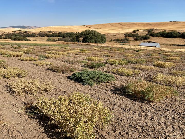 Chickpea field plot
