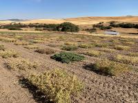 Chickpea field plot