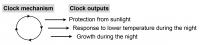 Figure 2. Various Biological Processes are Controlled by the Plant's Circadian Clock