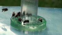 Caffeinated Forage Tricks Honeybees