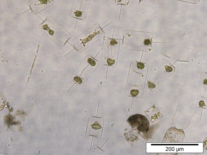 North Sea Plankton