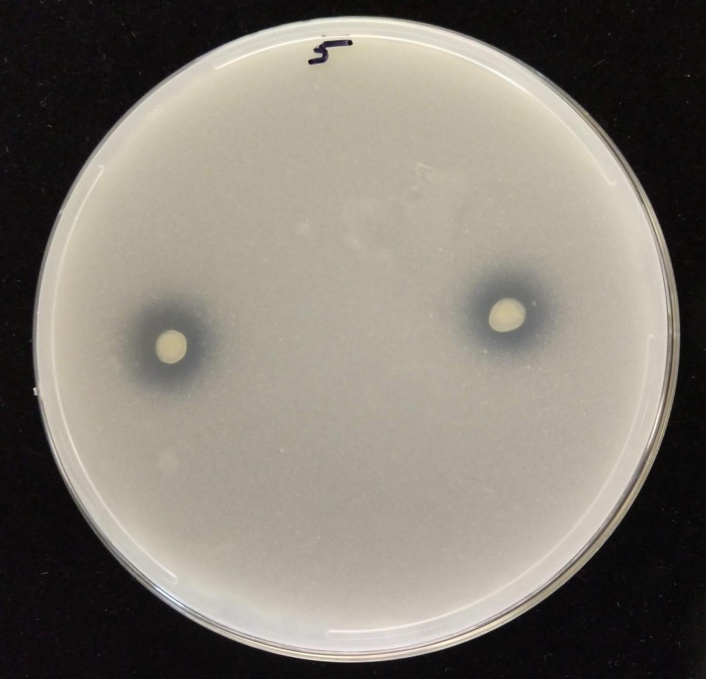 Endophytes dissolve phosphate