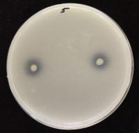 Endophytes dissolve phosphate